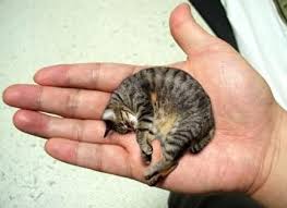 The Smallest Cat In The World Cats Small Pets Cute Animals