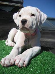 Zella The American Bulldog Bulldog Puppies American Bulldog Puppies Puppies