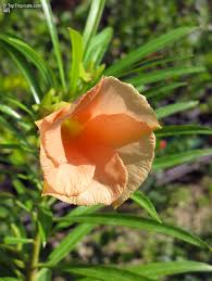 Image result for Cascabela