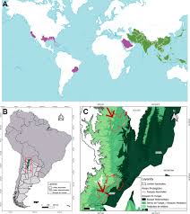 Image result for Zeuxine elongata