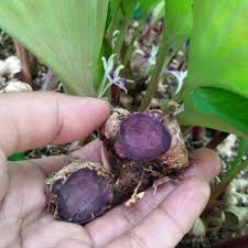 Pokok dukung anak ialah herba semusim yang kecil, tumbuh pokok ini jenis rendah dan tumbuh di hutan atau di pinggir kampong. Pokok Herba Kunyit Hitam Pokok Rare Shopee Malaysia