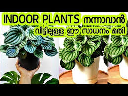 Indoor Plants Malayalam Indoor Plants Fertilizer Malayalam Homemade Indoor Plant Care Malayalam You In 2020 Indoor Plant Care Fertilizer For Plants Garden Fertilizer