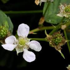 Image result for Rubus kirungensis