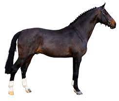 Dam sister to 5* eventing stallion hold me down dam sister to 1.40m sacre bleu. Cobra18 Com