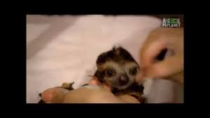When autocomplete results are available use up and down arrows to review and enter to select. Cutest Baby Sloth Getting A Bath Youtube