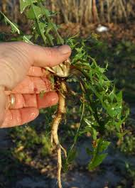 Image result for Lactuca glandulifera