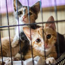 Address, website, fax, opening hours, etc. Donate Cat Beach