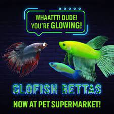 Under various patents.the international betta congress has also stated that they glofish bettas can only be. Glo Fish Bettas Pet Supermarket Betta Glofish