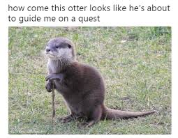 Otter Looks Like He S About To Guide Me On A Quest Cute Animals Otters Funny Animals