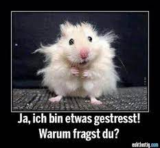Lustige hamster bilder mit spruch. Fluttering Through The Grades Ausgestopftes Tier Lustige Bilder Lustig