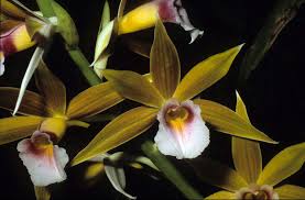 Image result for Phaius occidentalis