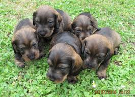 Image result for jezevčík drsnosrstý