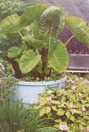 Grow again from the base once conditions warm up. How To Grow Wetland Taro In Buckets