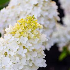 Image result for Basella paniculata