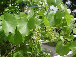 Image result for Vincetoxicum monticola