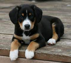 entlebucher mountain dog puppy entlebucher sennenhund entlebucher welpen entlebucher sennenhund welpen