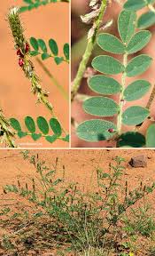 Image result for Indigofera cryptantha
