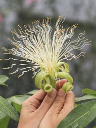 Image result for Pachira glabra