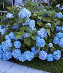 Um der hortensie den sauren untergrund zu verschaffen, den sie braucht, empfiehlt es sich, die pflanze in spezialerde für hortensien, rhododendron oder azaleen zu pflanzen. Hortensien Pflegen Tipps Zur Pflege Einer Hortensie