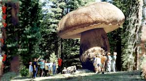 We did not find results for: Largest Living Thing Ever Shefalitayal