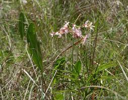 Image result for Pelargonium luridum