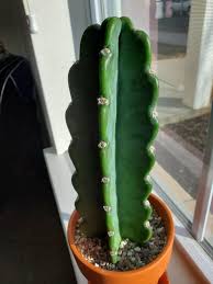 Image result for Cereus jamacaru