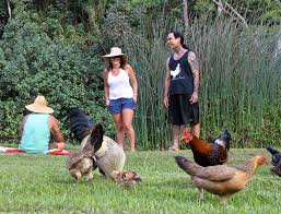 No you have to use the font on the phone unless you download a phone font form the internet or from a such app. In Hawaii Chickens Gone Wild The New York Times