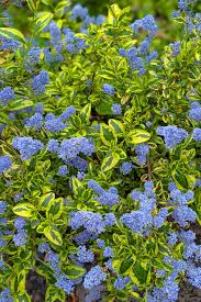 Image result for Ceanothus