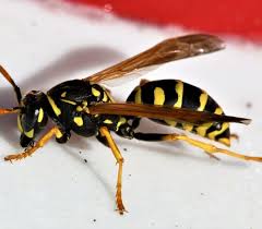 Maybe you would like to learn more about one of these? Comment Se Debarrasser D Un Nid De Guepe Reponse Jardin