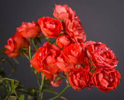 Vattel rose passed away on january 5, 2014 in baltimore, maryland. Vatertag Rose Flowers Plants