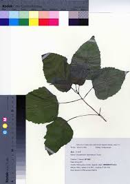 Image result for Clerodendrum silvanum