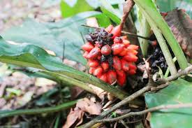 Image result for Palisota schweinfurthii