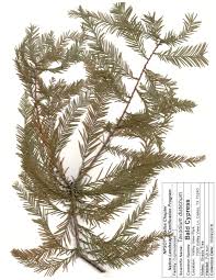 Image result for Taxodium