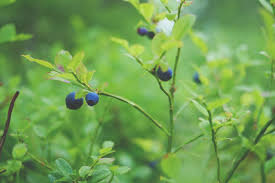 While apple trees are native to central asia, red delicious, granny smith and fuji apples grow abundantly in georgia. Tyty Nursery On How To Grow Atlanta S Iconic Blueberries Atlanta Ga Patch