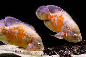 How Many Fish Per Gallon Busting The Common Aquarium Myth