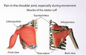 Understanding shoulder anatomy and all of the structures of the shoulder can help in prevention and treatment of shoulder shoulder anatomy starts with the bones that make up the shoulder joint. Rotator Cuff Tear Bighorn Medical Center
