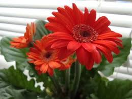 Image result for Gerbera jamesonii