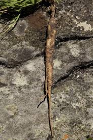 Image result for Silene burchellii