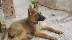 Feel free to browse classifieds placed by german shepherd dog breeders in pa and the surrounding areas. Is My Puppy A Pure Sable German Shepherd Thriftyfun