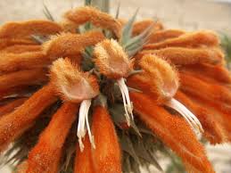 Image result for Leonotis nepetifolia