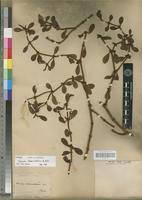 Image result for Viscum tuberculatum