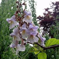 Nacido en polonia, su familia se trasladó a berlín cuando aún era niño. Der Blauglockenbaum Paulownia Tomentosa Ist Nicht Nur Aufgrund Seiner Bluten Sondern Auch Wegen Seiner In Der Jugend Blauglockenbaum Pflanzen Gartenpflanzen