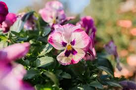 Maybe you would like to learn more about one of these? How To Grow And Care For Pansies