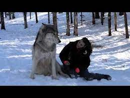 Giant Wolf Sits Down Next To This Lady Now Watch The Moment When Their Eyes Meet Pomskydog Wolf Sitting Big Wolf Wolves And Women