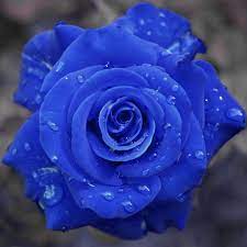 Di amazon ada yang menjual bibit mawar berwarna biru asli dengan harga $6.90 per 10 biji. Free Ongkir Berhologram Benih Mawar Biru Blue Rose Seed Bibit Bunga Mawar Shopee Indonesia