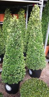It is noted for having one of the finest textures in the shrub trade. Holly Ilex Hedging And Topiary Plants For Sale