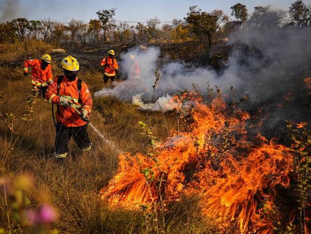 Cerrado pega fogo sozinho? Veja como vegetação brasileira reage à seca