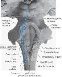 The medulla houses essential ascending and descending nerve tracts as well as brainstem nuclei. An Overview Of The Brainstem Clinical Gate