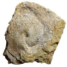 Image result for Cephalocroton