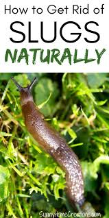 Oct 22, 2019 · how i got rid of slugs on my patio you can create the perfect slug trap by laying pieces of cardboard alongside the pathway or on the bare soil around your. Get Rid Of Slugs Naturally Get Rid Of Slugs How To Get Rid Of Slugs Slugs In Garden